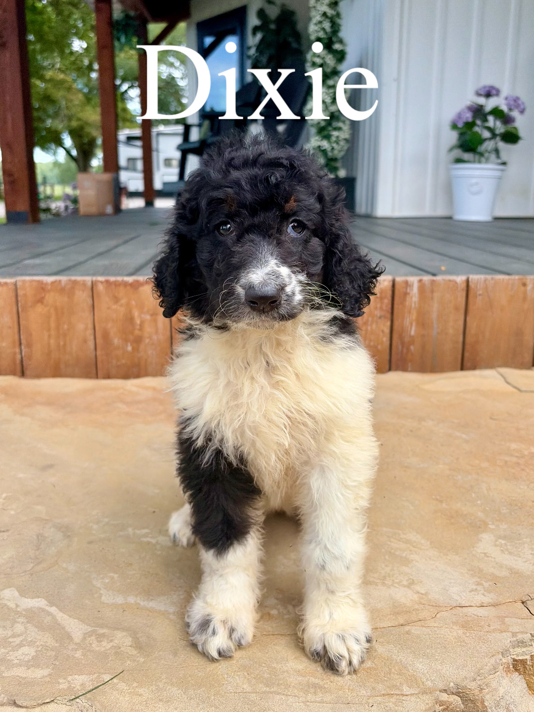 Dixie  1